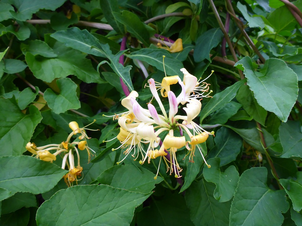 b-b honeysuckle