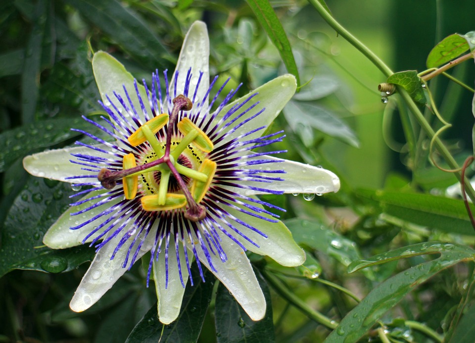 BB passiflora