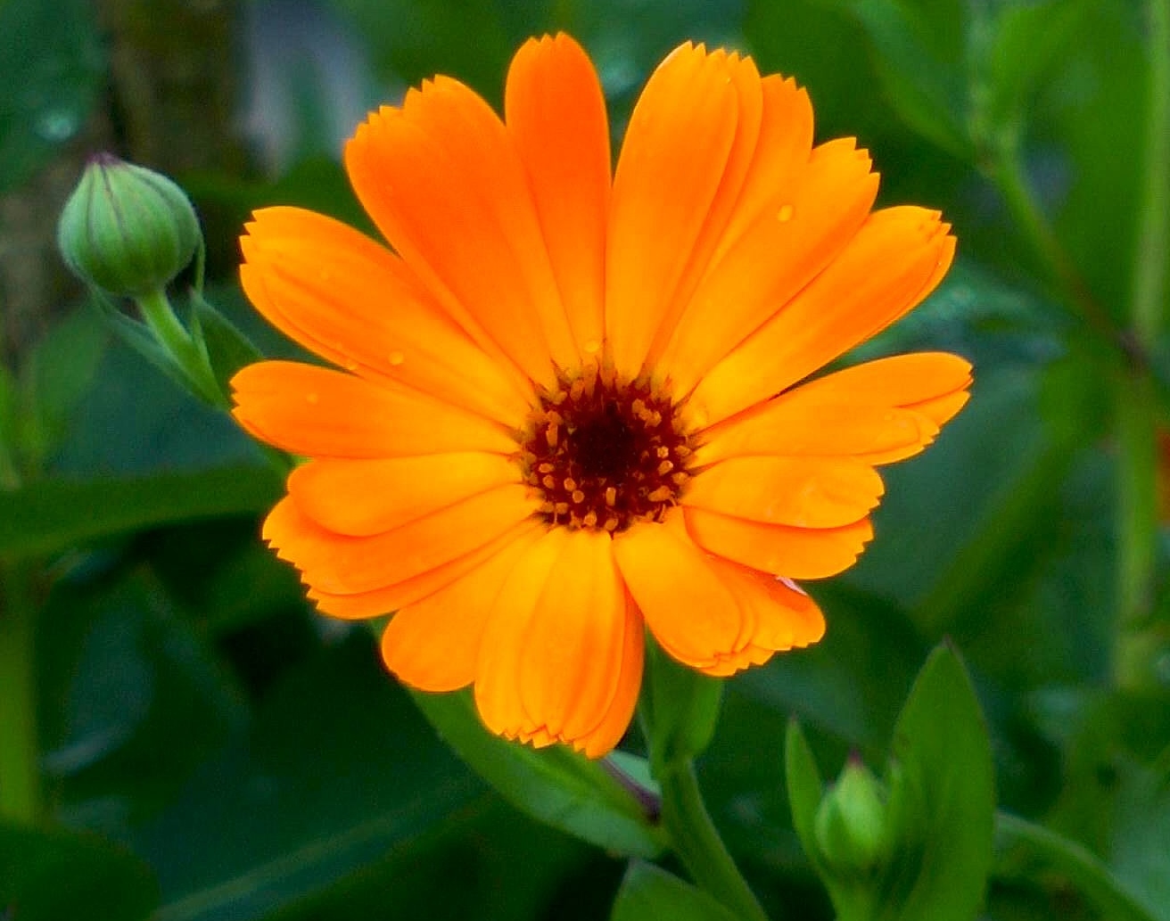 ringelblume-calendula-bluete-orange